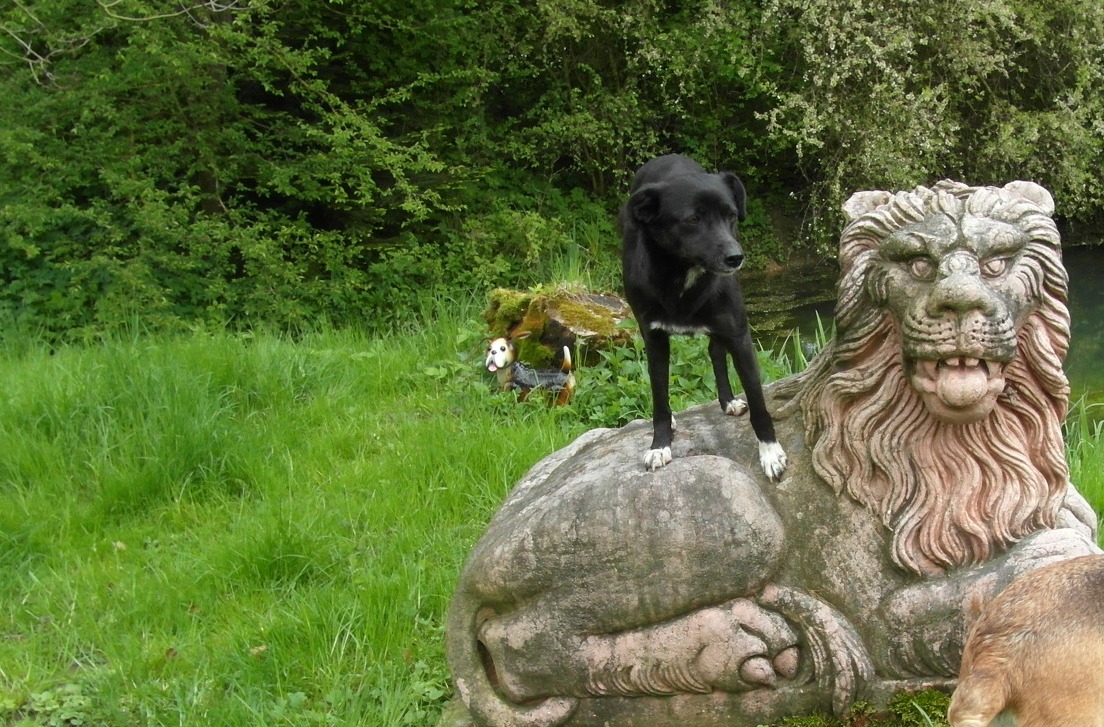 Coco6.JPG (1104 x 727)